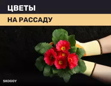 Цветы на рассаду